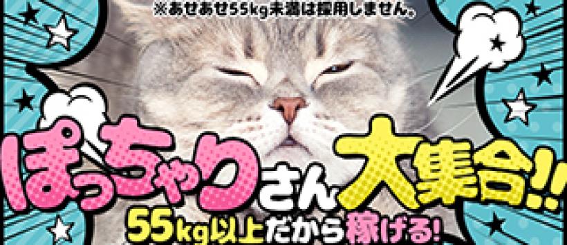 新宿本店　ぽちゃカワ女子専門店の求人