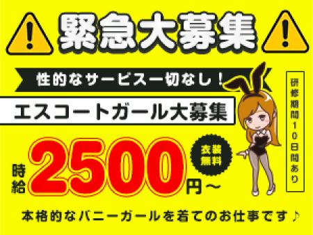 時給2500円!エスコートバニーガール募集!